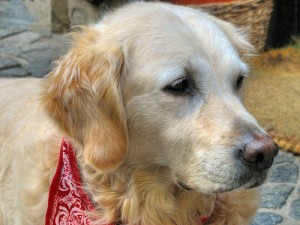 Post image for Dogs and Home Security